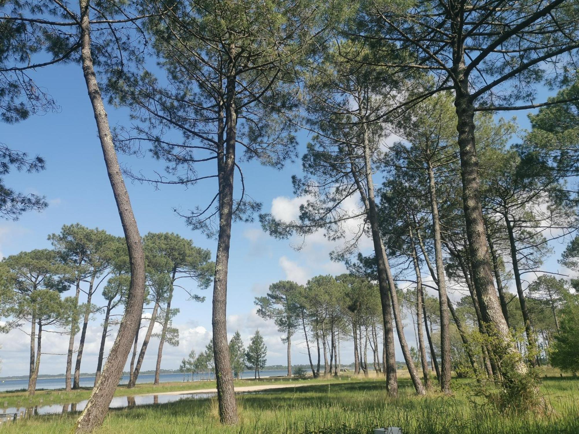 ביסקארוס Appartements Au Coeur Du Golf, Proche Du Lac Et Velodyssee מראה חיצוני תמונה